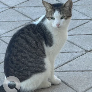 A Black and White Domestic Shorthair Cat Found from reem tower al reem island