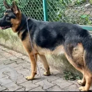 A Black and Brown German Shepherd Dog Found from RT Nagar, Bengaluru