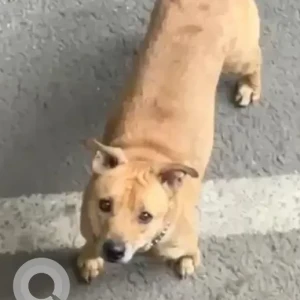 A Brown Indie Dog Found from BTM layout 2nd stage, Canopy Castle-2