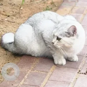A White Domestic Shorthair Cat Found from Sports City
