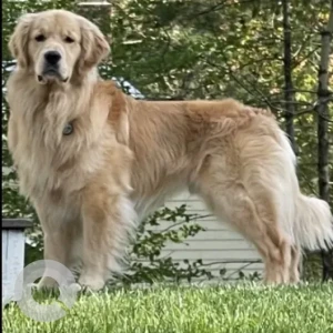 A Golden Golden Retriever Dog Missing from Lincoln St / Mt Blue St