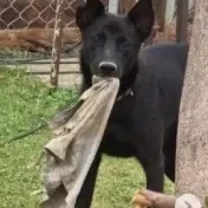 A Black Indie Dog Missing from Battarahalli, Bengaluru-2