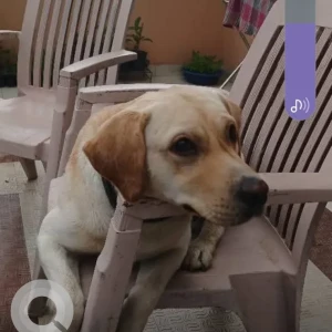 A Golden Labrador Dog Missing from Mohan Shakti National Heritage Park