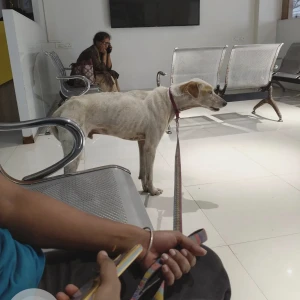 A White-Brown Mix Indie Dog Missing from Chembur, Mumbai-3