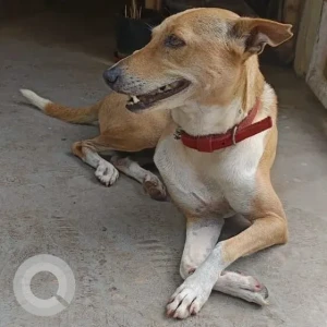 A White-Brown Mix Indie Dog Found from Bengaluru