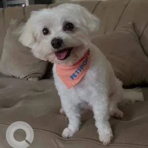 A White Maltese Dog Missing from Al Mamzar