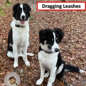 A Black and White Border Collie Dog Missing from Area of Prospect St Wompatuk Park