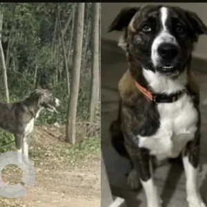 A White-Brown Mix Indie Dog Missing from Greater Hyderabad Municipal Corporation West Zone, Hyderabad