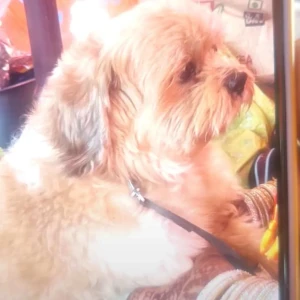 A White-Brown Mix Shih Tzu Dog Missing from Kondapochamma temple