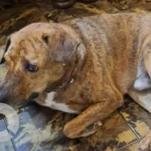 A Black and Brown Indie Dog Missing from Saipem, near Hilton hotel-2