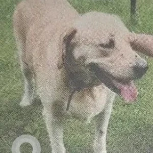 A White-Brown Mix Labrador Dog Missing from Anand Pai Raikar Farm,  Dhauji Road, Gaundalim
