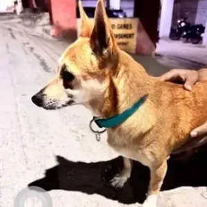 A Brown Indie Dog Found from KR garden, Murugesh Palya