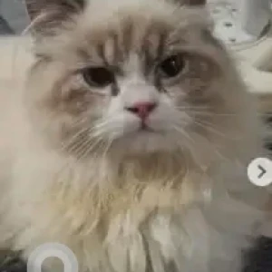 A White-Brown Mix Himalayan calico Cat Missing from R.T Nagar