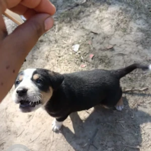 A Black and Brown Indie Dog Missing from Sector 7, Rohini