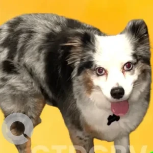 A White-Brown Mix Mini Australian Shepherd Dog Missing from Hope Street area