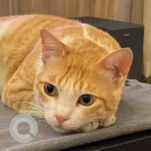 A Orange Domestic Shorthair Cat Missing from Al Reffaa