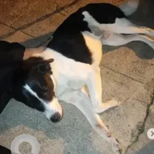 A Black and White Indie mix Dog Found from Richmond Town, Bengaluru