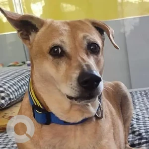 A White-Brown Mix Indie Dog Missing from Chennai-3