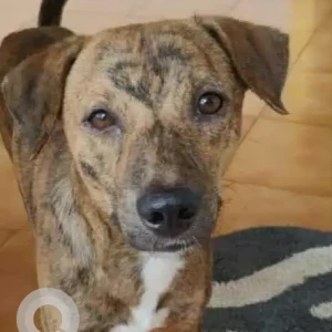 A Black and Brown Indie Dog Missing from Saipem, near Hilton hotel