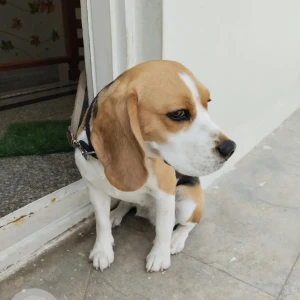 A Black and White Beagle Dog Missing from kempapura