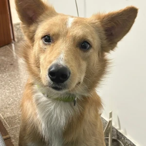 A Brown Indie Dog Missing from Sainik Farm, Sangam vihar