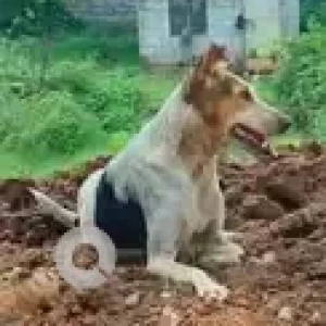 A White-Brown Mix Indie Dog Missing from Meenakshi Greens, Bannerghatta