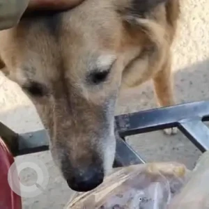 A Black and Brown Indie Dog Missing from Sector 45, Gurgaon-2