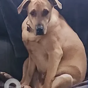A Light Brown Lab mix Dog Missing from River St./Main Rd. near Catamount Country Store