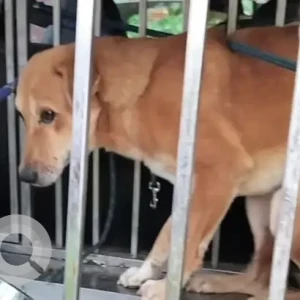 A Brown Indie Dog Missing from Tughlakabad ABC