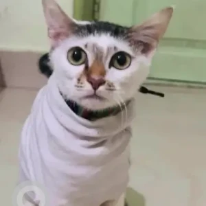 A Grey-White Mix Indie Cat Missing from Ramurthynagar-4