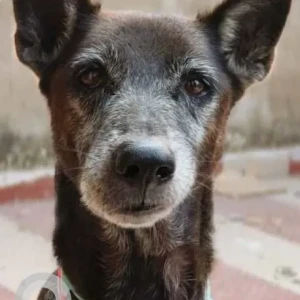 A Black and Brown Indie Dog Missing from Nardaha, NH Goel school