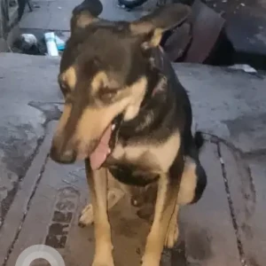 A Black and Brown Indie Dog Missing from Janta vasahat