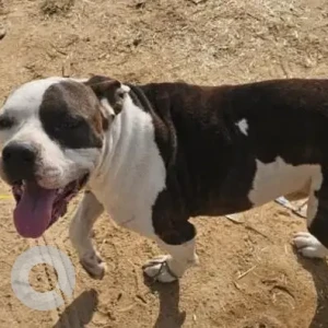 A White-Brown Mix Pitbull Dog Found from Dhumaspur village sector 67, Gurgaon-2