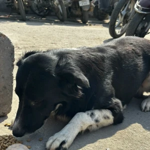 A Black and White Indie Dog Found from Huda City Centre-2