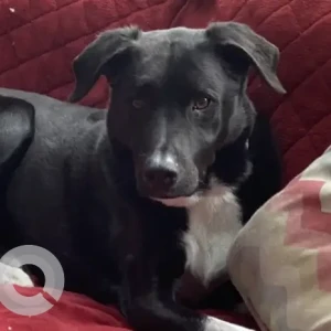A Black Lab/Border Collie Mix Dog Missing from Blueberry Drive & Blackstone Street