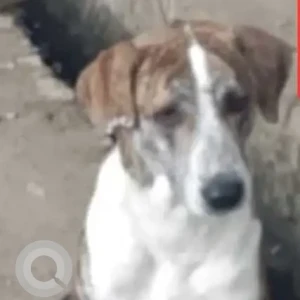 A White-Brown Mix Indie Dog Found from M- 11 Lane DLF phase 2