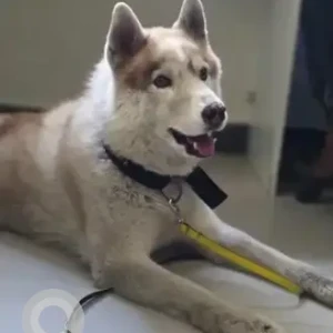 A White-Brown Mix Husky Dog Found from RR Nagara, Santrupthi hotel-2