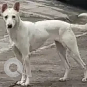 A White Indie Dog Missing from Bilekahalli, Bengaluru
