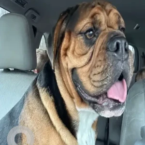 A Black and Brown Bulldog/Beagle Mix Dog Missing from St. Nicholas Ave. / Clark St. near Tacoma St. playground