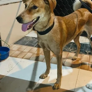 A White-Brown Mix Indie Dog Missing from Vaishali sector 5