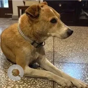 A White-Brown Mix Indie Dog Missing from Y Block Hauz Khas-3