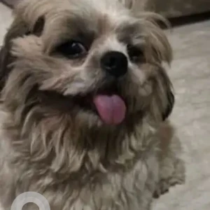 A White-Brown Mix Shih Tzu Dog Found from Rithala, New Delhi