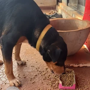 A Black Indie Dog Found from Vagator, Anjuna-4