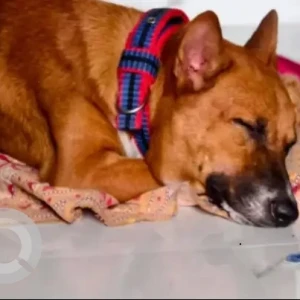 A White-Brown Mix Indie Dog Missing from Chitlapakkam, Chennai