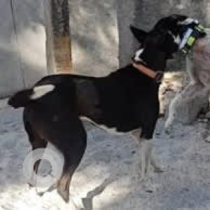 A Black and White Indie Dog Missing from Jayanagar, Bengaluru-2