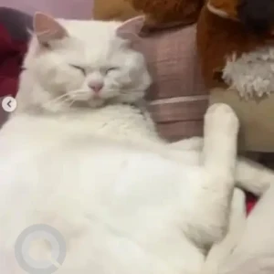 A White Persian Cat Missing from Sarakki, Bengaluru-2