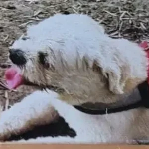 A White Lasha Apsho Dog Missing from Nehru Nagar, Ghaziabad-3