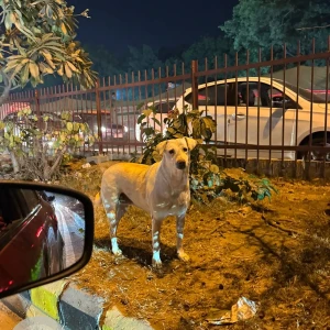 A White-Brown Mix Indie Dog Found from Vasant kunj, D3 gate