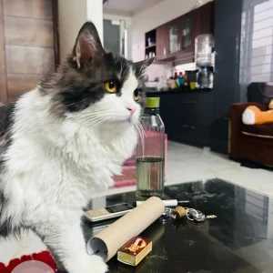 A Black and White Persian Cat Missing from Krishna Layout, Hulimavu-2