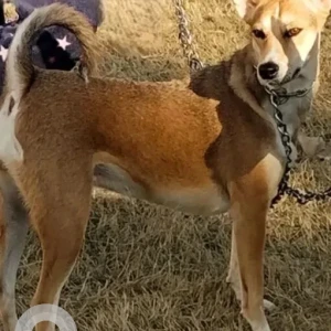 A White-Brown Mix Indie Dog Missing from Derabassi